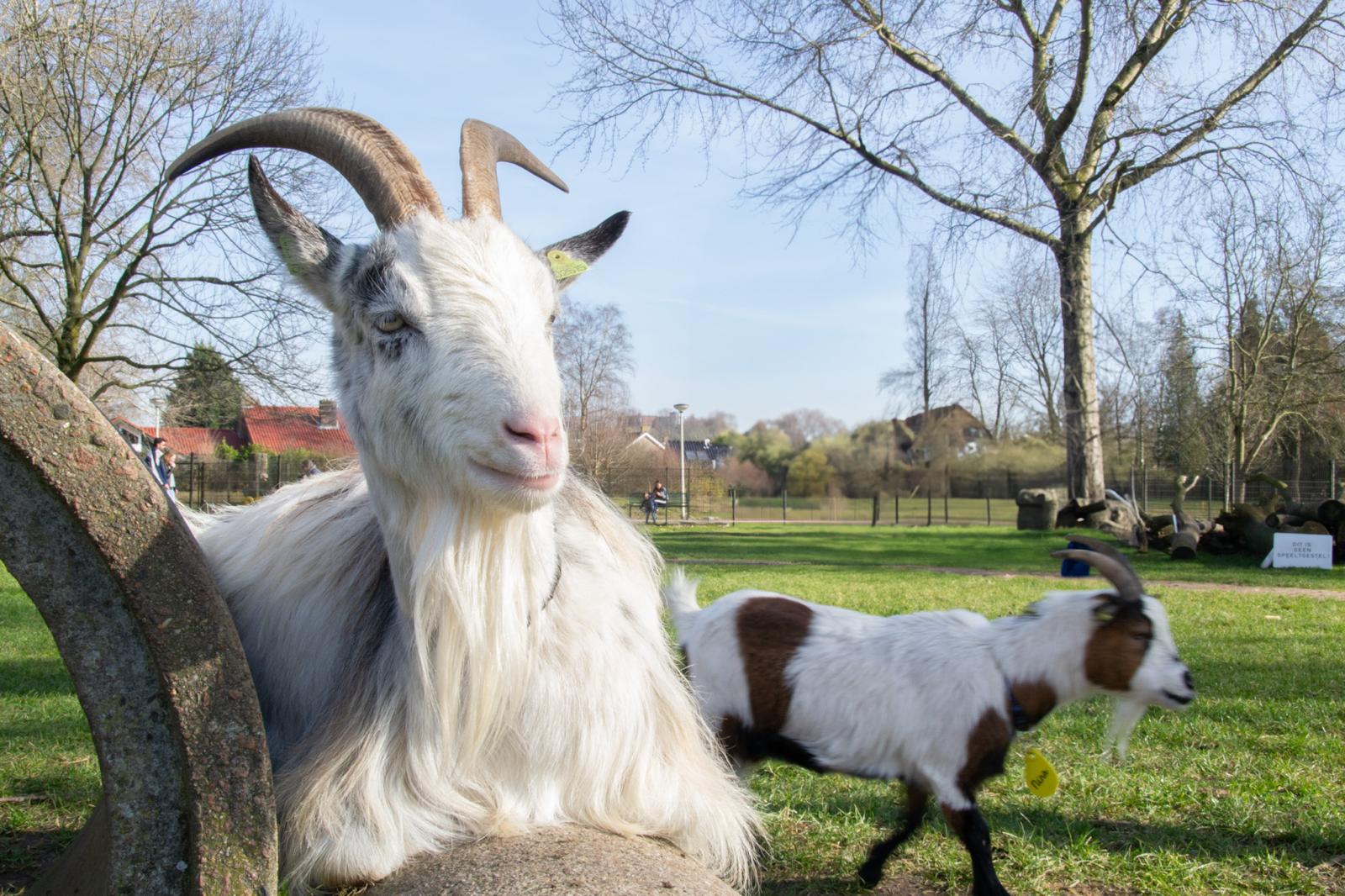 Minnebeek: van kinderboerderij naar stadsboerderij