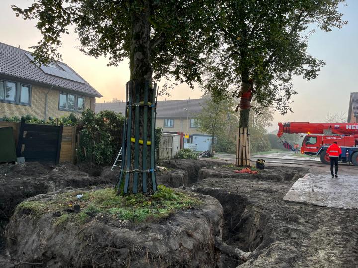 Bomen verplanten Reginadonk 