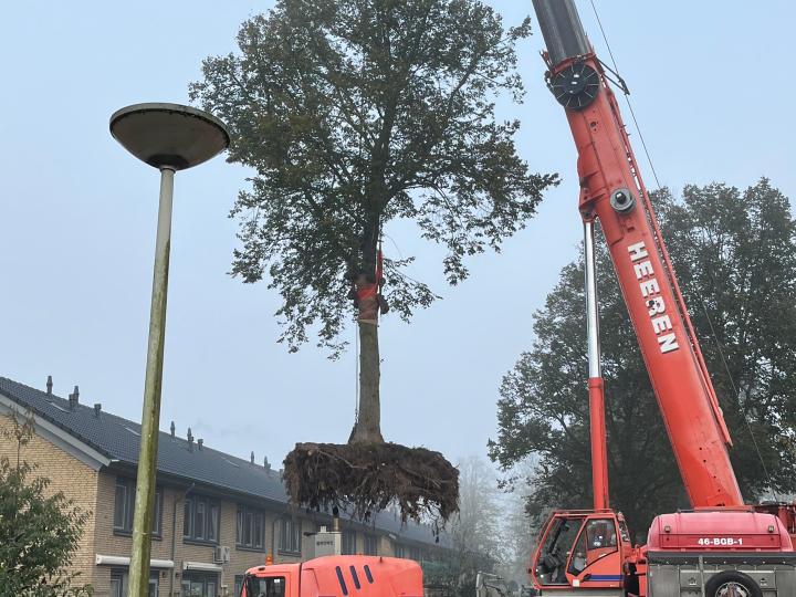 Bomen verplanten Reginadonk 